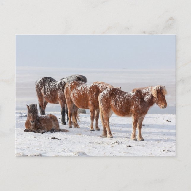 Schneebedeckte isländische Pferde Postkarte (Vorderseite)