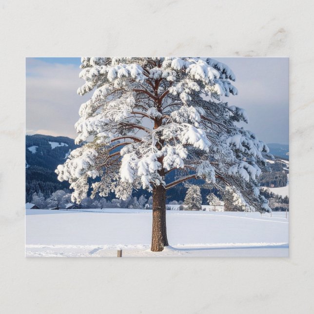 Schneebedeckte Kiefer Postkarte (Vorderseite)