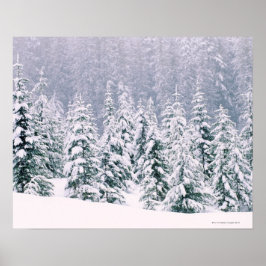 Schneebedeckte Kiefern Poster