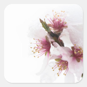 Schneebedeckte Mandelbaum-Blume Quadratischer Aufkleber