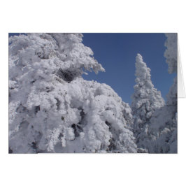 Schneebedeckte Nadelbäume