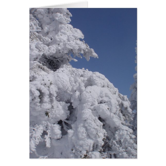Schneebedeckte Nadelbäume (Vorne)