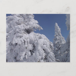 Schneebedeckte Nadelbäume Postkarte