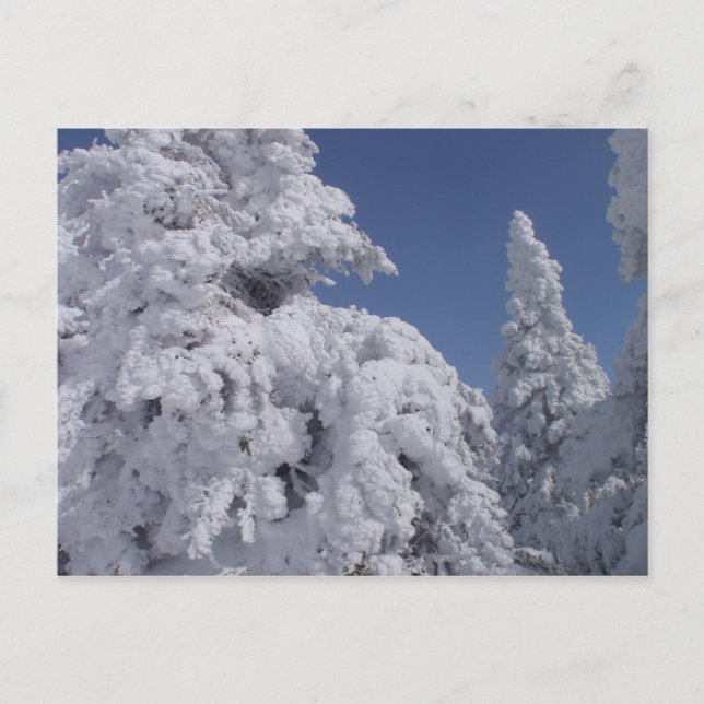 Schneebedeckte Nadelbäume Postkarte (Vorderseite)