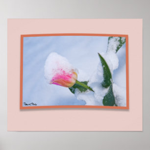 Schneebedeckte rosa Tulip Poster