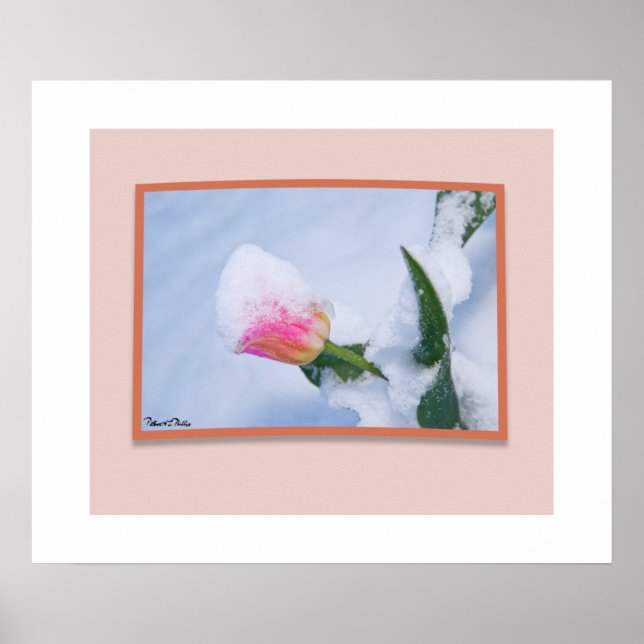 Schneebedeckte rosa Tulip Poster (Vorne)