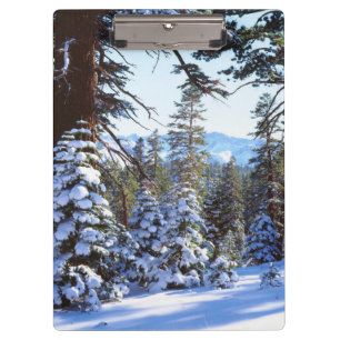 Schneebedeckte Rottannen im High Sierra 2 Klemmbrett