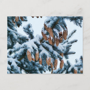 Schneebedeckte Spruce-Kragen und Pinecones Postkarte
