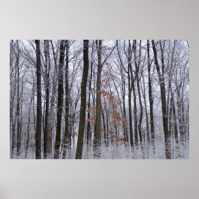 Schneebedeckte Wälder Winterlandschaft Fotografie Poster (Vorne)