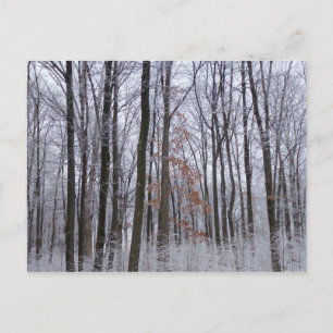 Schneebedeckte Wälder Winterlandschaft Fotografie Postkarte