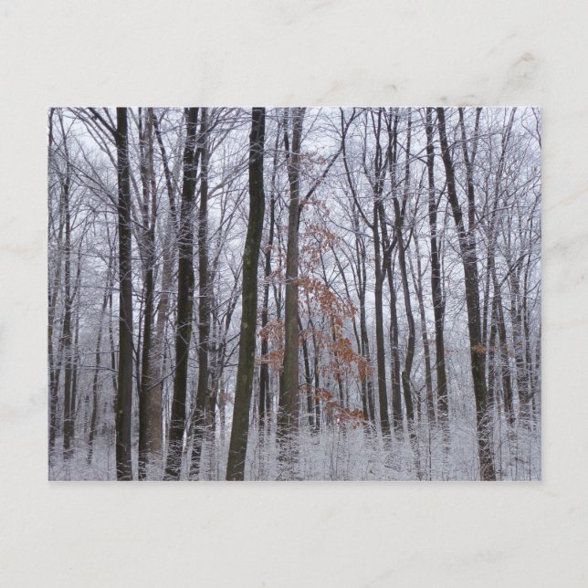 Schneebedeckte Wälder Winterlandschaft Fotografie Postkarte (Vorderseite)