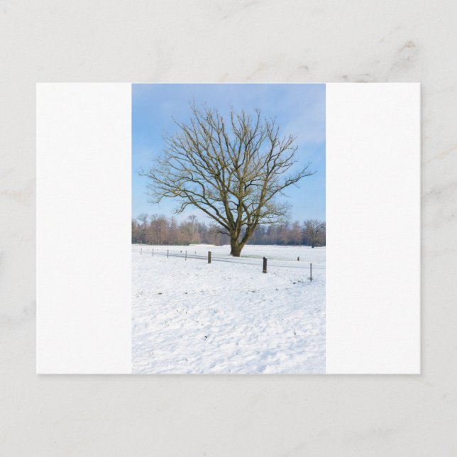 Schneebedeckte Winterlandschaft mit nacktem Baum u Postkarte (Vorderseite)
