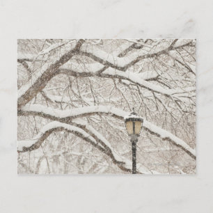 Schneebedeckter Baum 2 Postkarte
