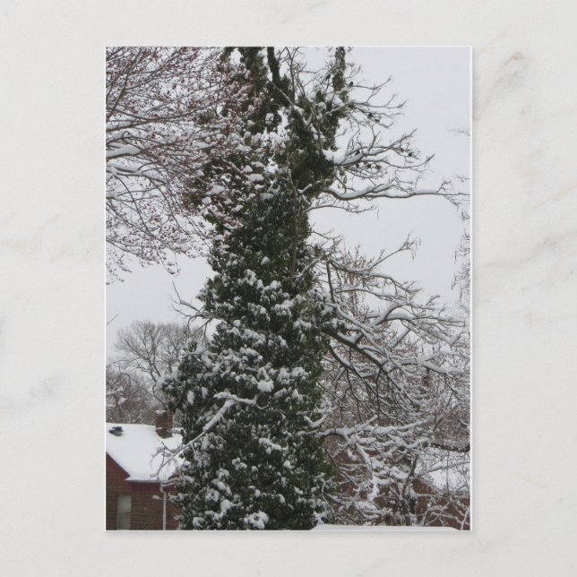 Schneebedeckter Baum Postkarte (Vorderseite)