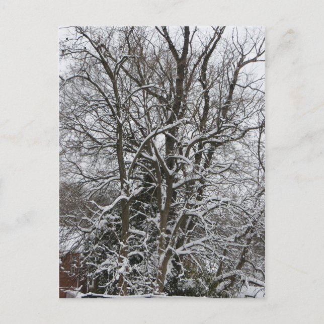 Schneebedeckter Baum Postkarte (Vorderseite)