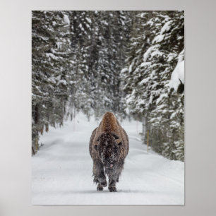 Schneebedeckter Bullenbison in einem verschneiten  Poster
