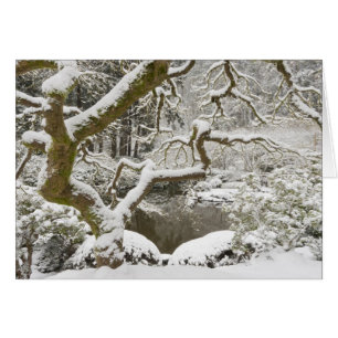 Schneebedeckter japanischer Ahorn