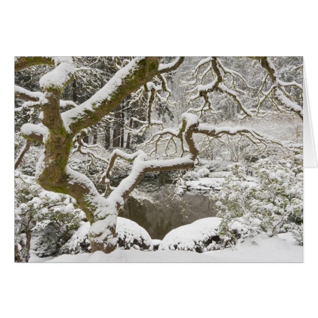 Schneebedeckter japanischer Ahorn (Vorderseite (Horizontal))