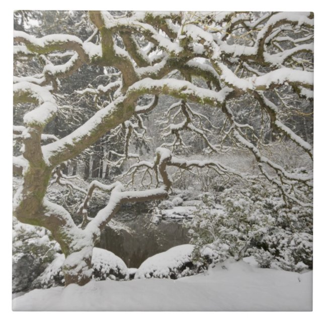 Schneebedeckter japanischer Ahorn Fliese (Vorderseite)