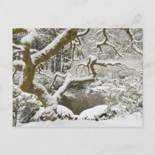 Schneebedeckter japanischer Ahorn Postkarte