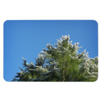 Schneebedeckter Kiefernbaum auf blauem Himmel
