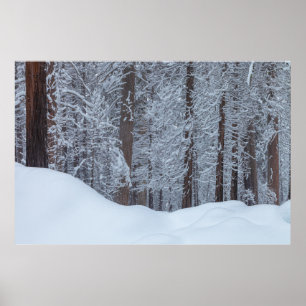 Schneebedeckter Kiefernwald Winterlandschaft Poster