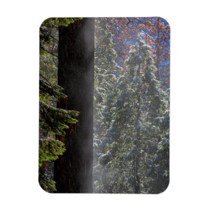 Schneebelagener Nebel im Wald Magnet