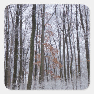 Schneebestäubter Wald Winterlandschaftsfotografie Quadratischer Aufkleber