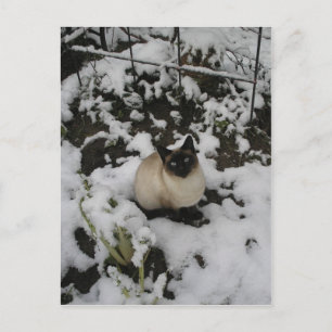 Schneebilder, Schneekatze Postkarte