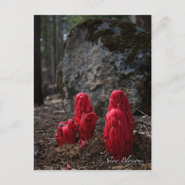 Schneeblocken-Foto Postkarte (Vorderseite)