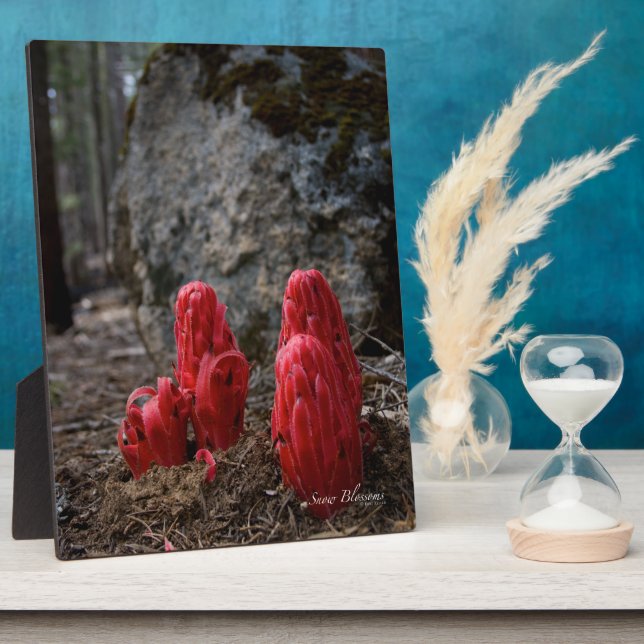 Schneeblocken Fotoplatte (Seite)