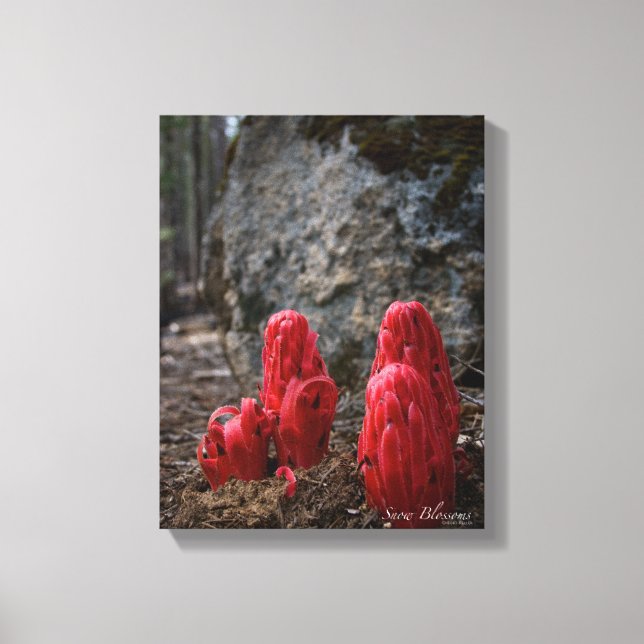 Schneeblocken Leinwanddruck (Vorderseite)