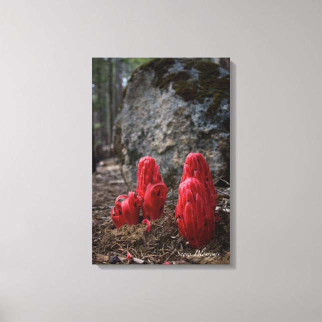 Schneeblocken Leinwanddruck (Vorderseite)