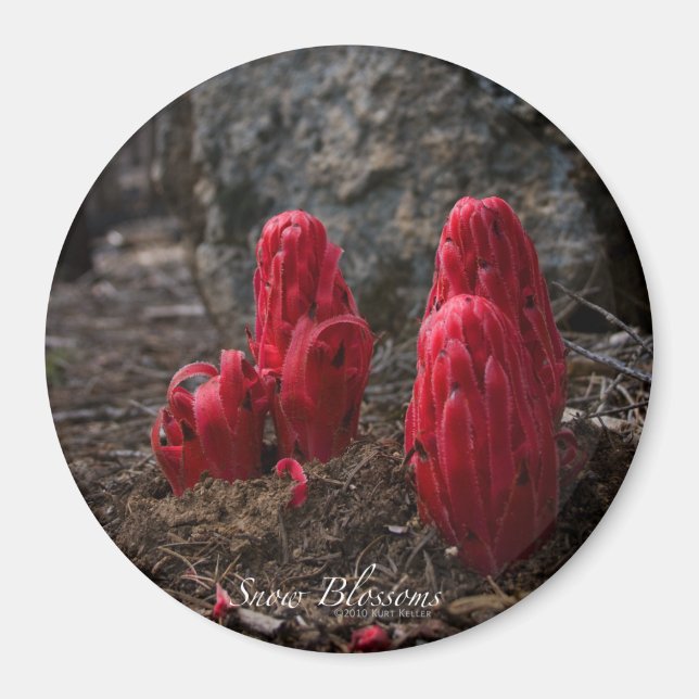 Schneeblocken Magnet (Vorne)