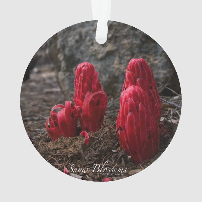 Schneeblocken Ornament (Rückseite)