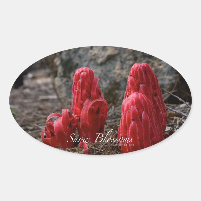 Schneeblocken Ovaler Aufkleber (Vorderseite)