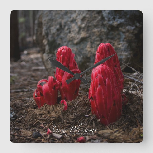 Schneeblocken Quadratische Wanduhr (Vorderseite)