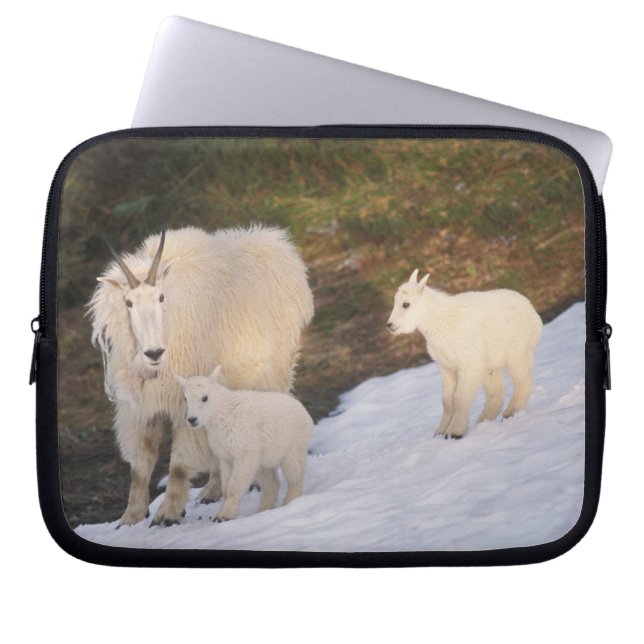 Schneeböcke Laptopschutzhülle (Vorderseite)