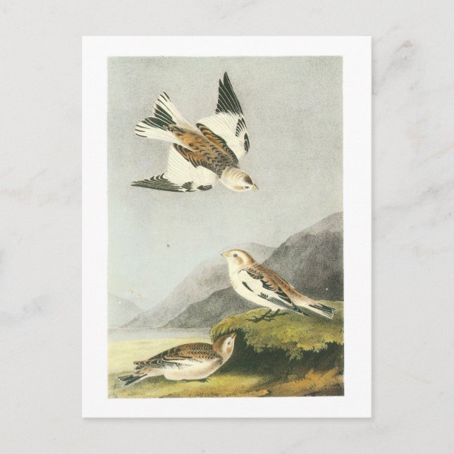 Schneebräunung durch Audubon Postkarte (Vorderseite)