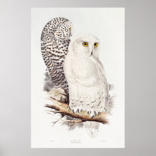 Schneeeule (1832–1837) poster