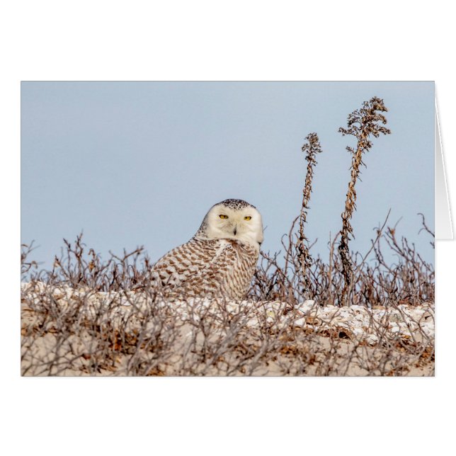 Schneeeule am Strand (Vorderseite (Horizontal))