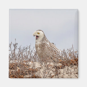 Schneeeule am Strand Magnet