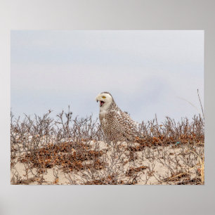 Schneeeule am Strand Poster