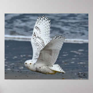 Schneeeule am Strand Poster