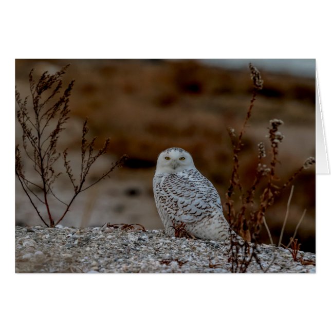 Schneeeule auf einem Felsen (Vorderseite (Horizontal))
