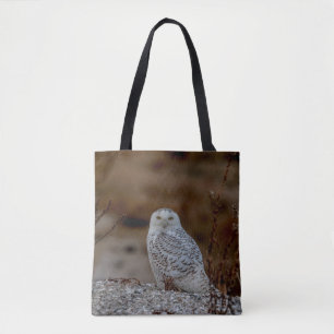 Schneeeule auf einem Felsen