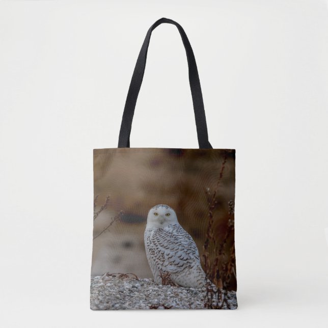 Schneeeule auf einem Felsen (Vorderseite)