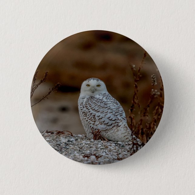 Schneeeule auf einem Felsen Button (Vorderseite)