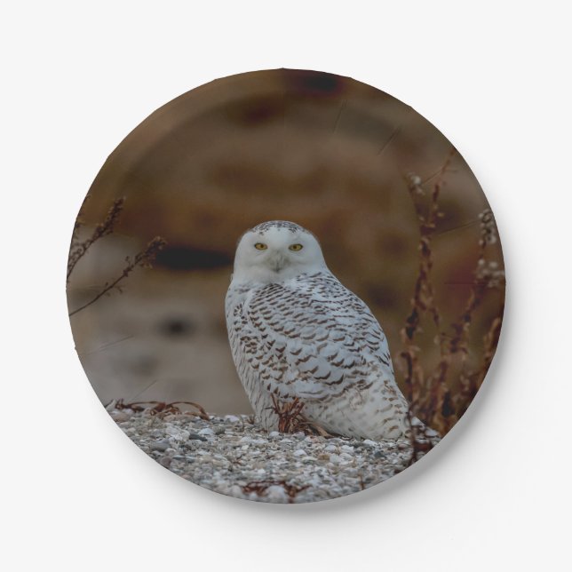 Schneeeule auf einem Felsen Pappteller (Vorderseite)