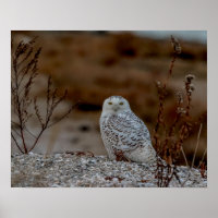 Schneeeule auf einem Felsen